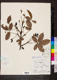 Vitex sellowiana image