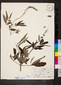 Vitex agnus-castus image