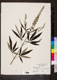 Vitex agnus-castus image