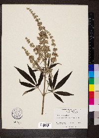 Vitex agnus-castus image