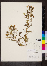 Clerodendrum aculeatum image