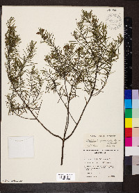 Westringia eremicola image