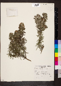 Westringia fruticosa image