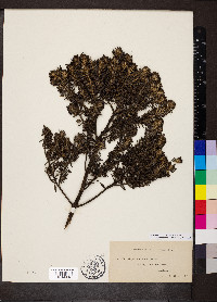 Westringia fruticosa image