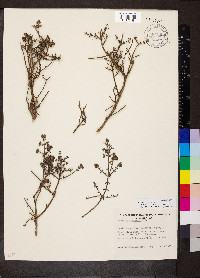 Westringia rigida image