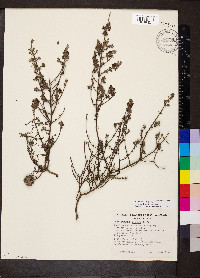 Westringia rigida image