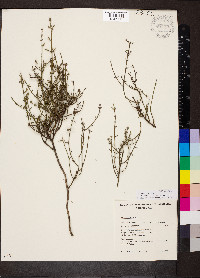 Westringia rigida image