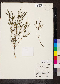 Westringia rigida image