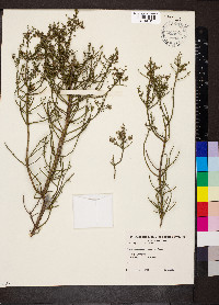 Westringia rigida image