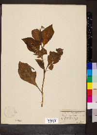 Atropa belladonna image