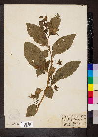 Atropa belladonna image