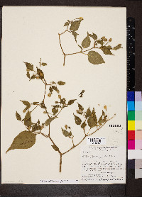 Capsicum baccatum var. praetermissum image