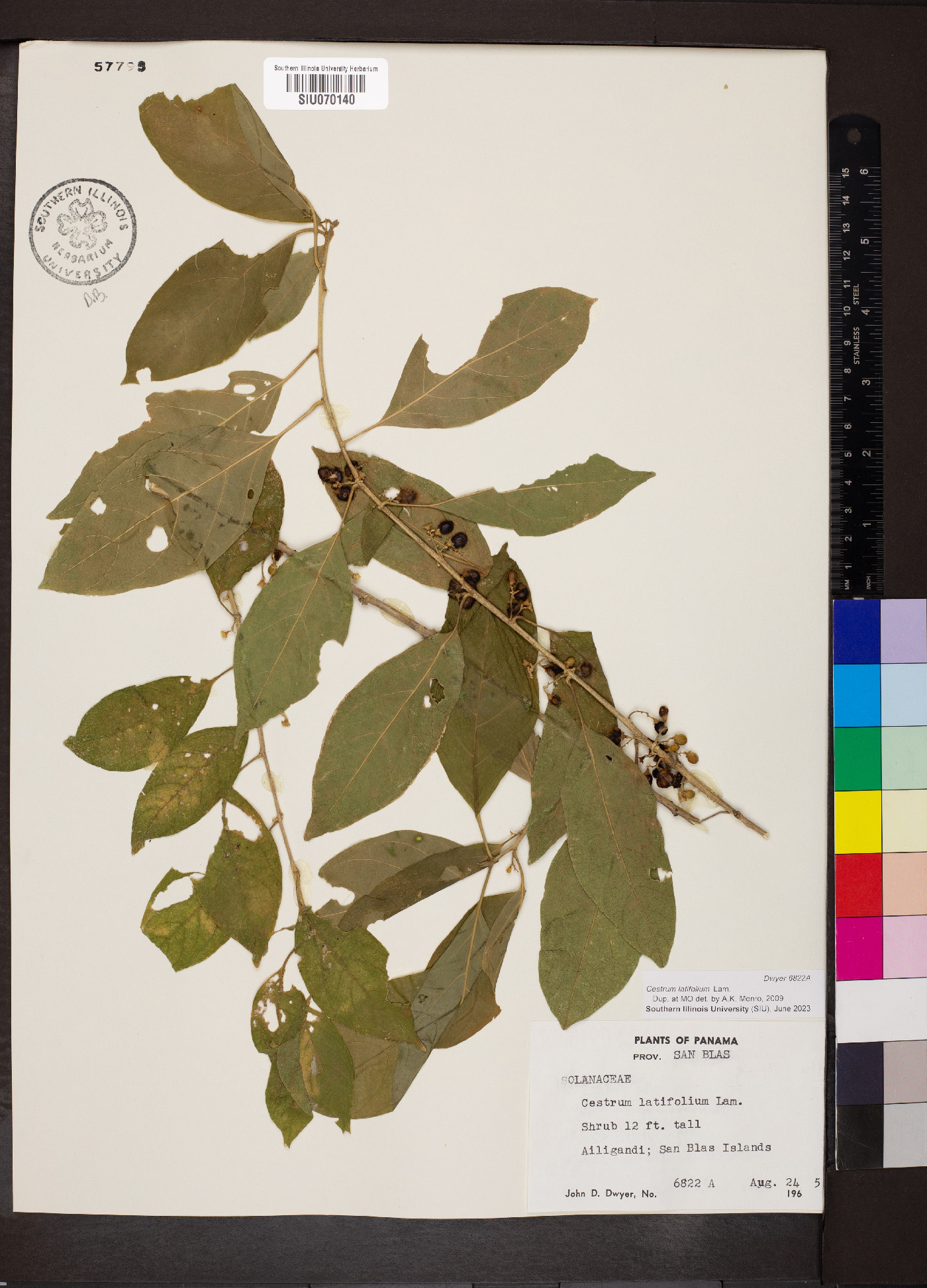 Cestrum latifolium image