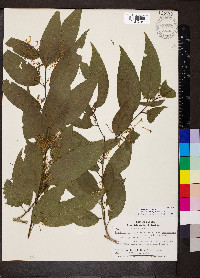 Cestrum racemosum image