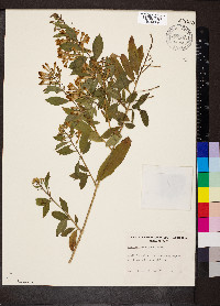 Cestrum aurantiacum image