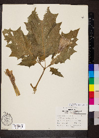 Datura stramonium image