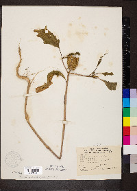 Datura stramonium image