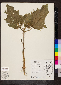 Datura stramonium image