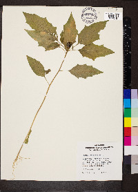 Datura stramonium image