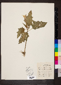 Datura stramonium image