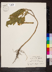 Datura stramonium image