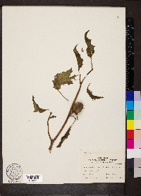 Datura stramonium image