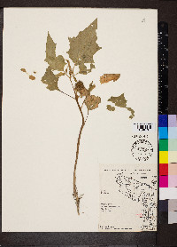 Datura stramonium image