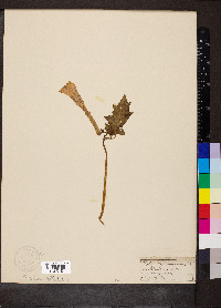 Datura stramonium image