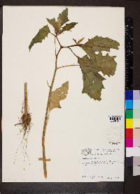 Datura stramonium image