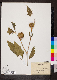 Datura stramonium image