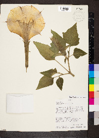 Datura innoxia image