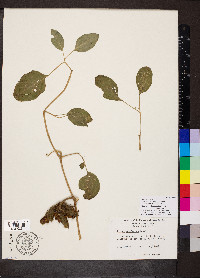 Datura wrightii image