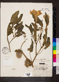 Datura meteloides image