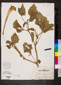 Datura meteloides image