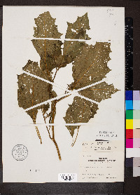 Datura stramonium image