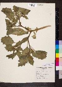 Datura leichhardtii image