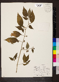 Lycianthes biflora image