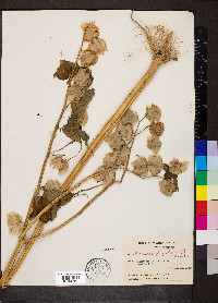 Nicandra physalodes image