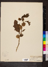 Nicandra physalodes image