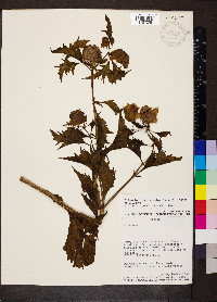 Nicandra physaloides image