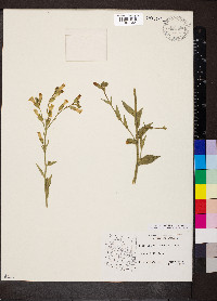 Nicotiana obtusifolia image