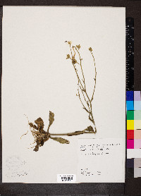 Nicotiana plumbaginifolia image