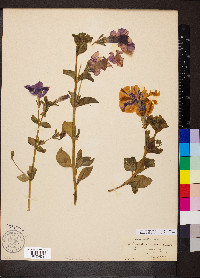 Petunia integrifolia image