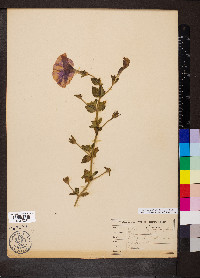 Petunia integrifolia image