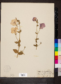 Petunia nyctaginiflora image