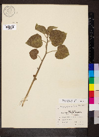 Image Associated With the Occurence