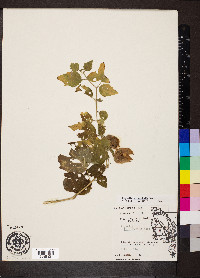 Image Associated With the Occurence
