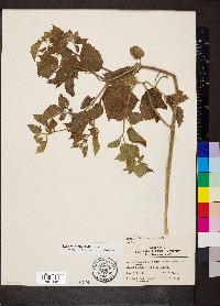 Image Associated With the Occurence