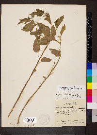 Physalis longifolia var. subglabrata image