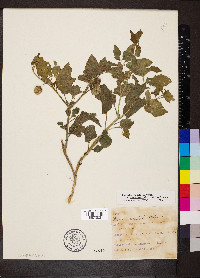 Physalis longifolia image